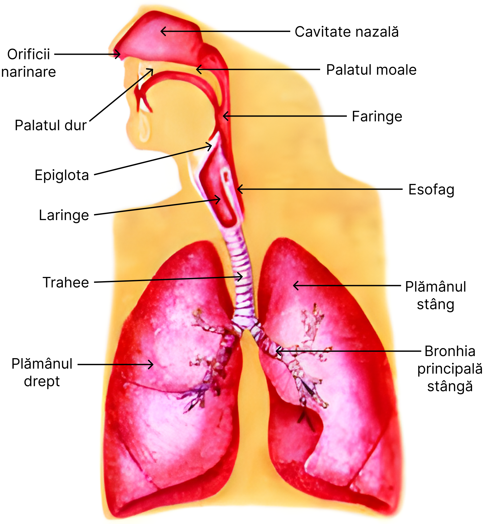 Sistemul respirator.