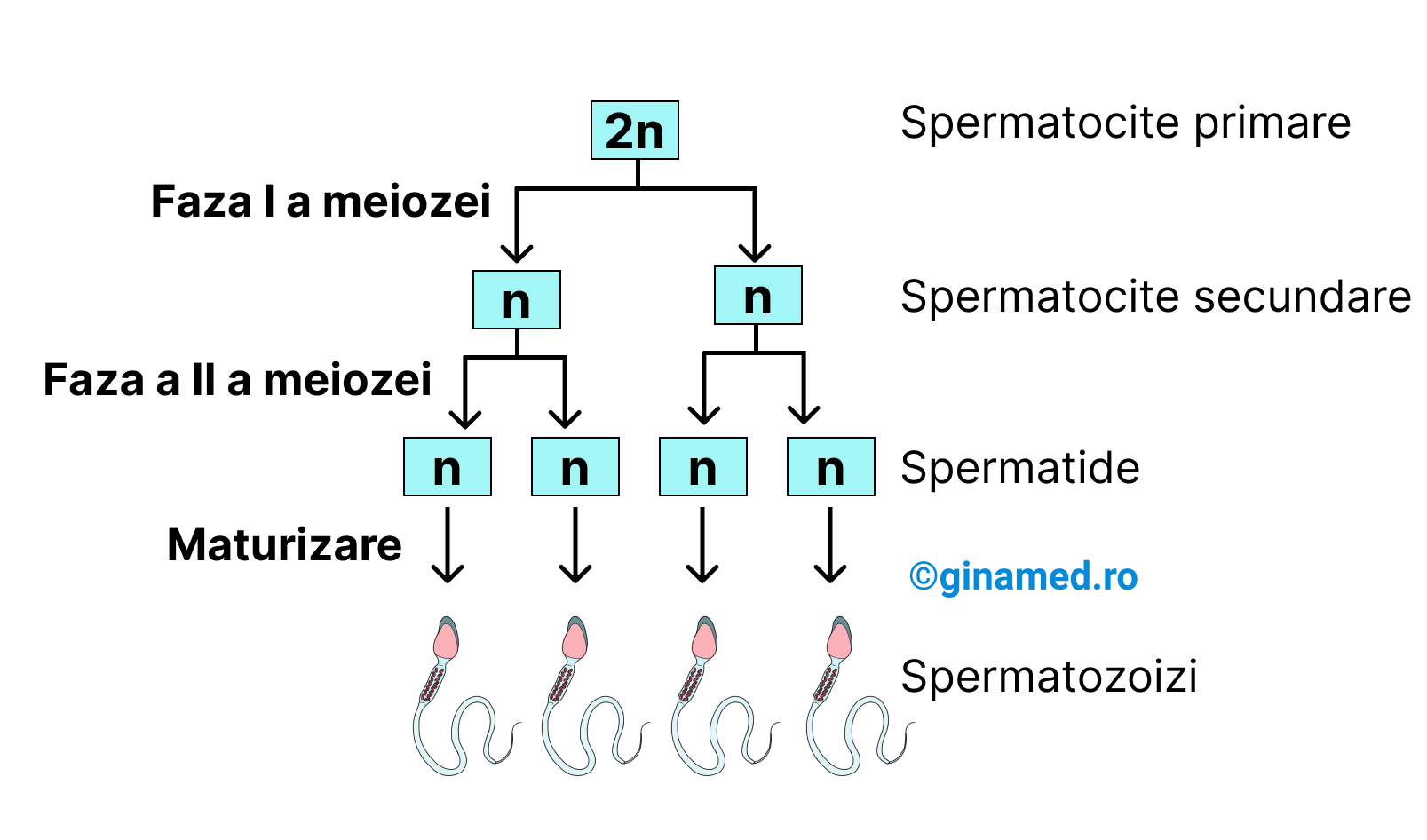 Spermatogeneza.