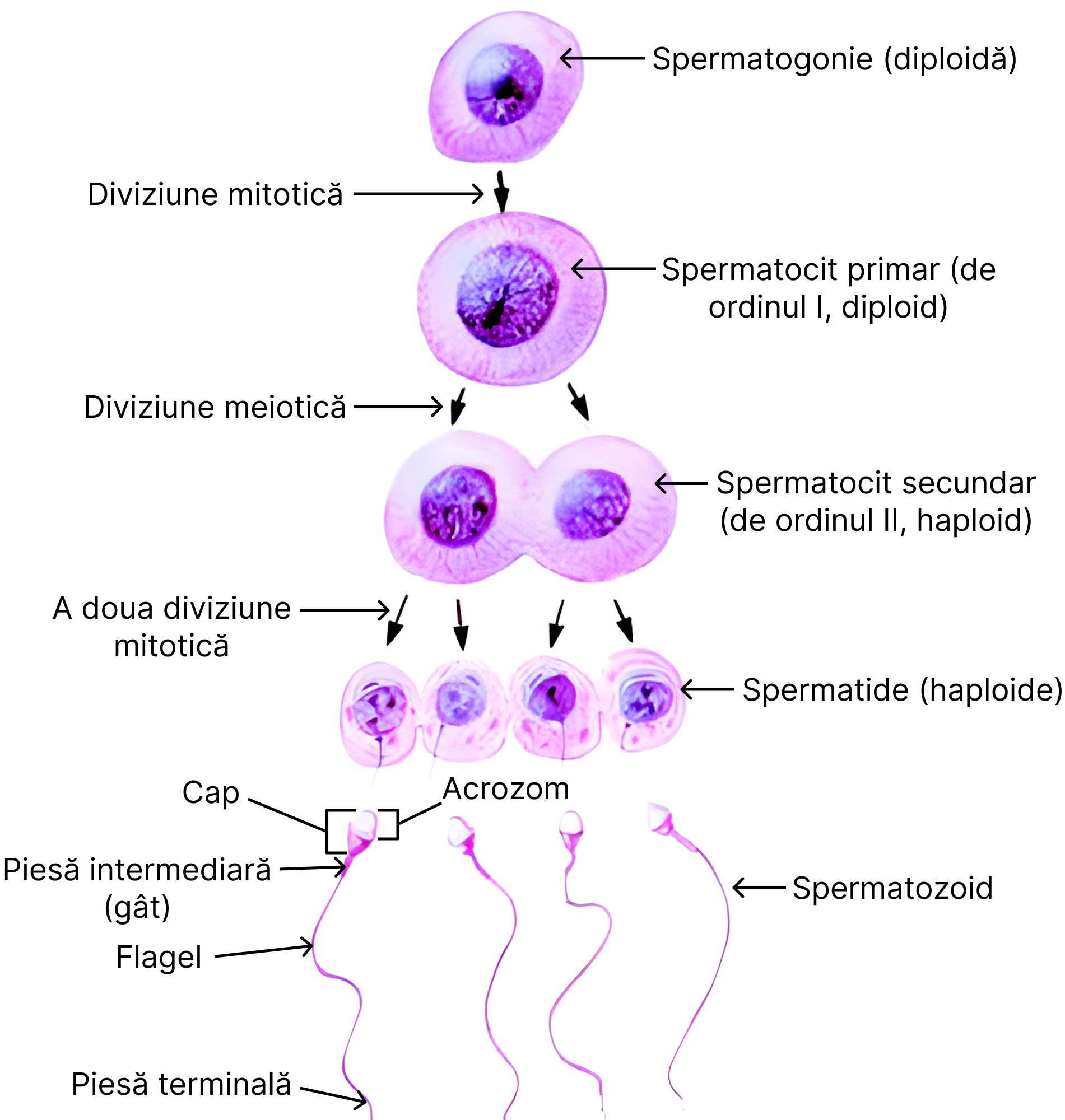 Spermatogeneza.