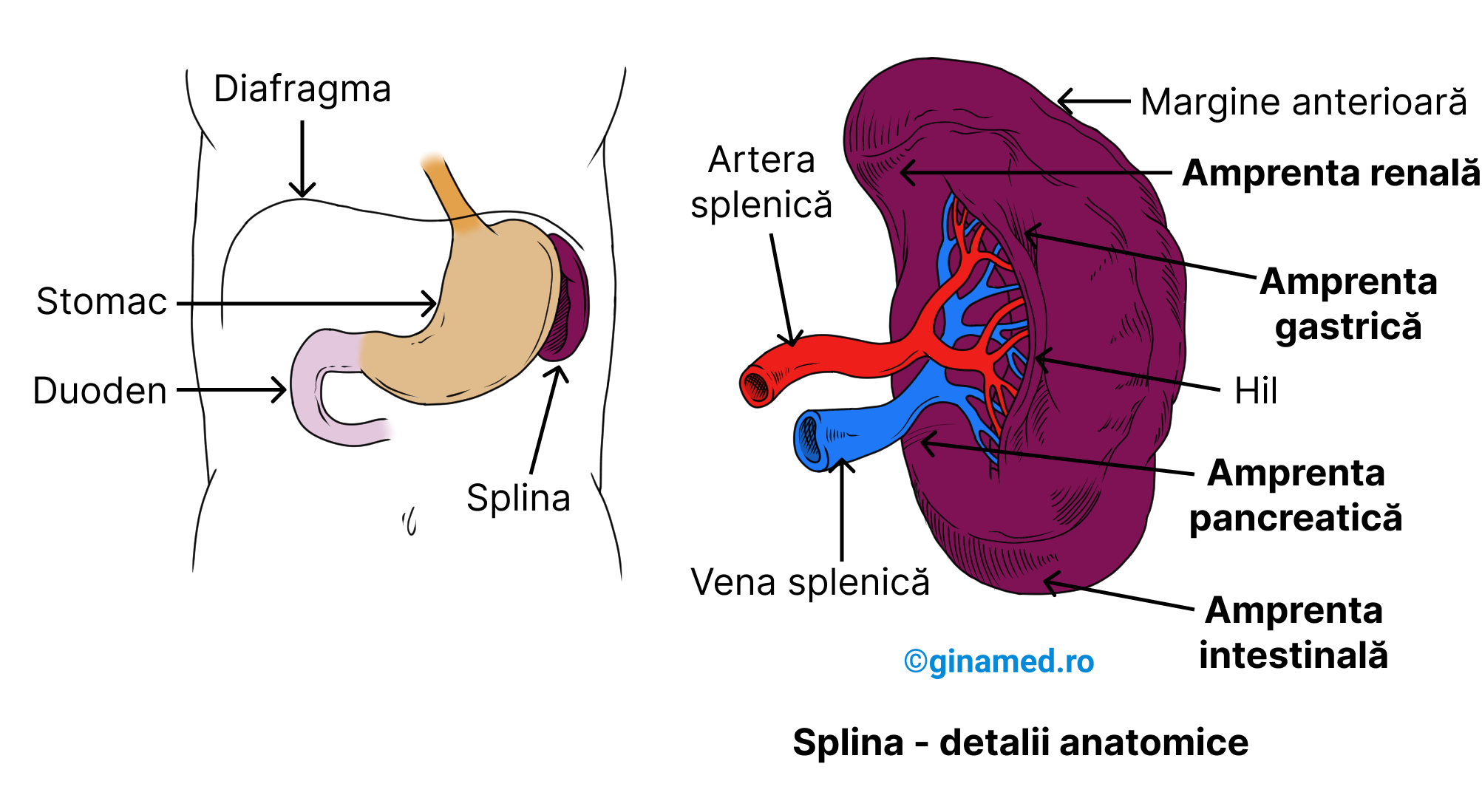 Dispunerea splinei și elemente anatomice de la nivelul acesteia.