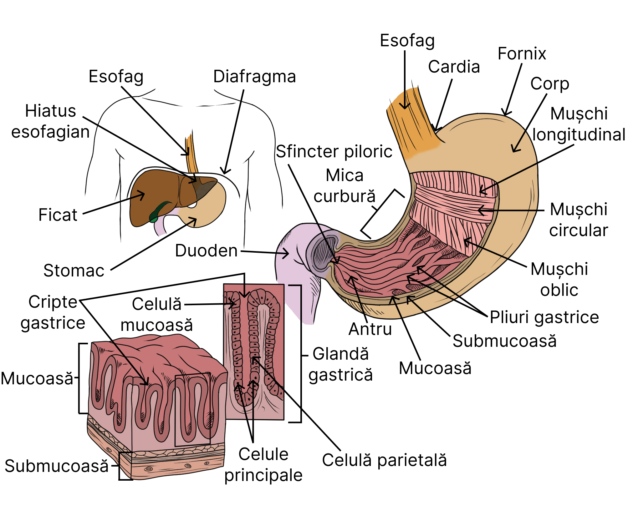 Stomacul - dispunerea sa anatomică, detalii structurale ale straturilor musculare și peretelui gastric.
