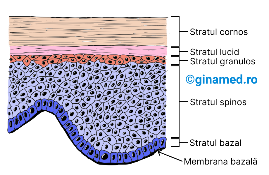 Straturile epidermului.
