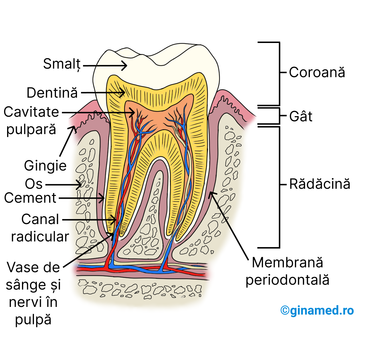 Structura unui dinte alături de cele 3 regiuni principale (<b>coroană</b>, <b>gât (colet)</b>, <b>rădăcină</b>) și elementele componente.