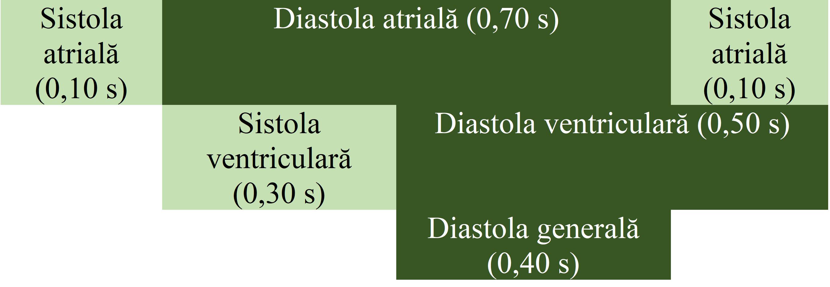 Duratele și suprapunerea fazelor ciclului cardiac.