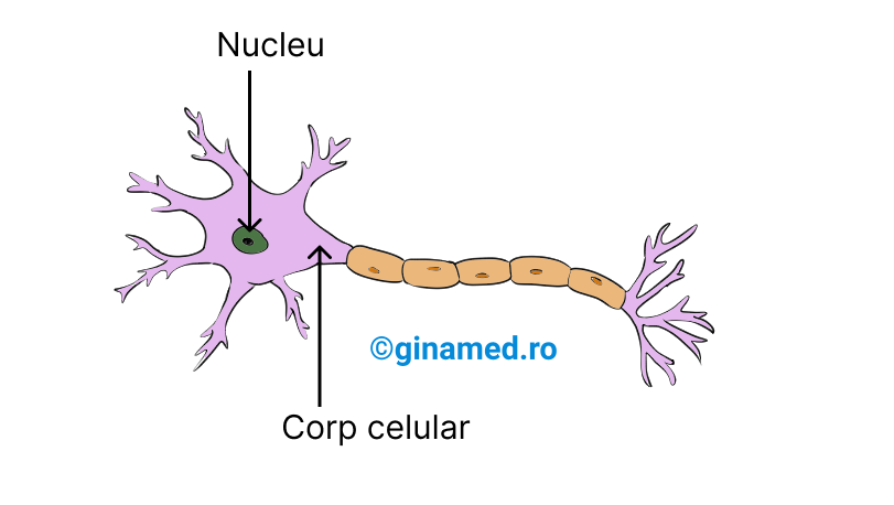 Țesut nervos - neuron.