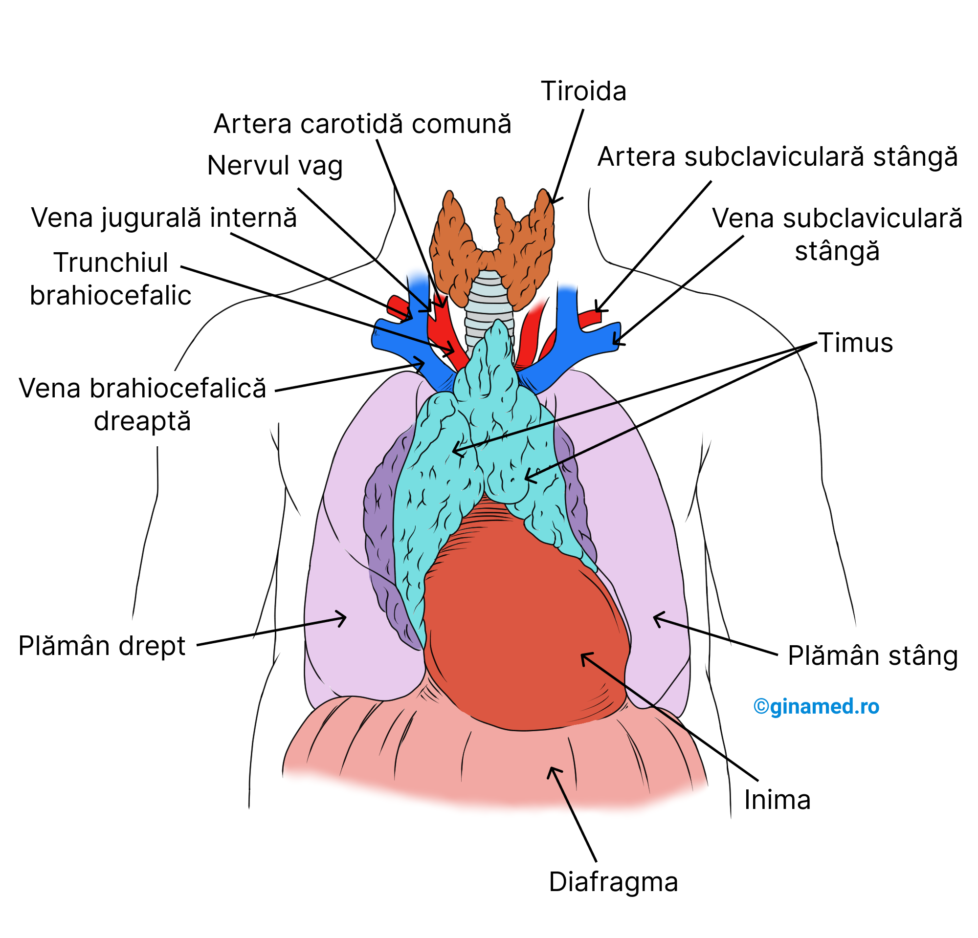 Timusul în poziție anatomică, la nivelul toracelui unui copil.