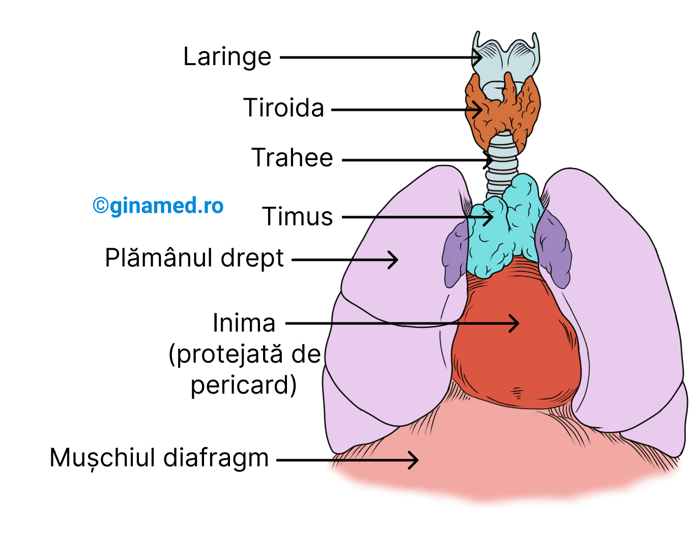 Dispunerea timusului.