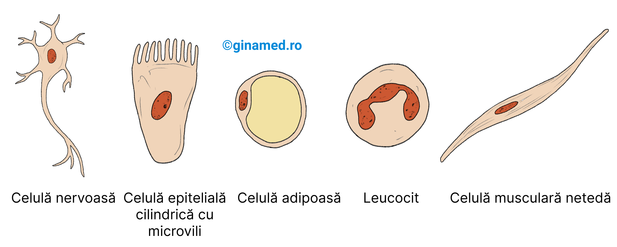 Tipuri de celule umane.