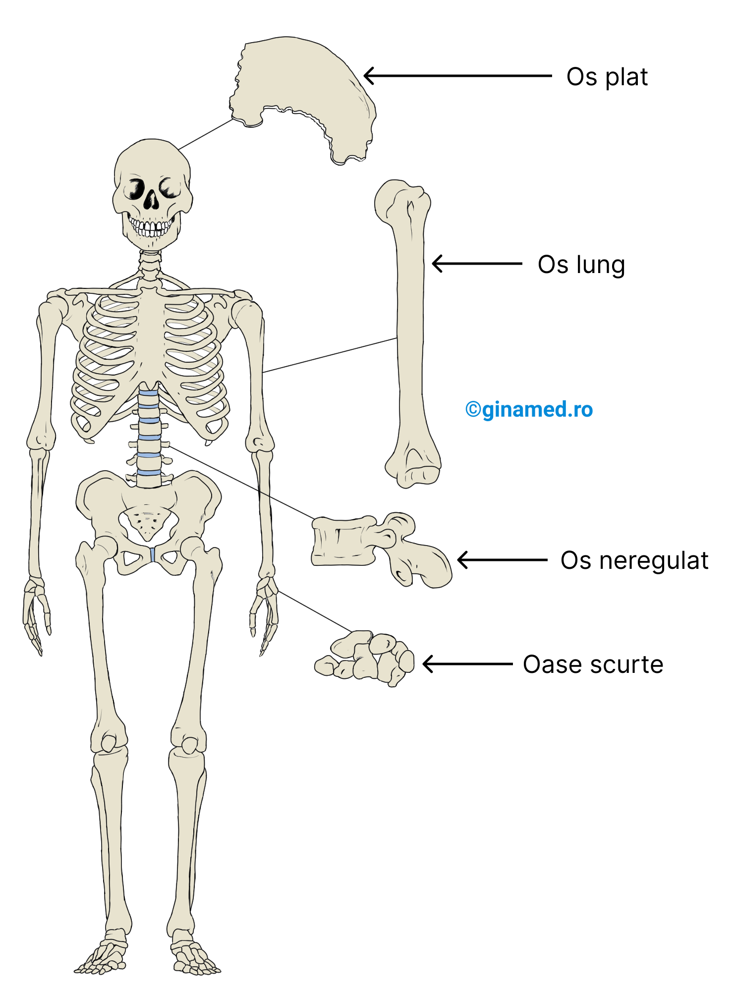 Tipuri de oase.