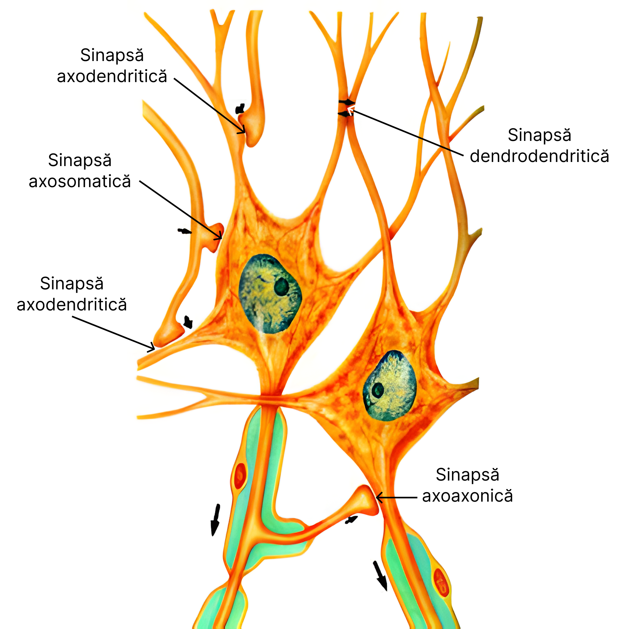 Tipuri de sinapse (dendro-dendritică (electrică)).