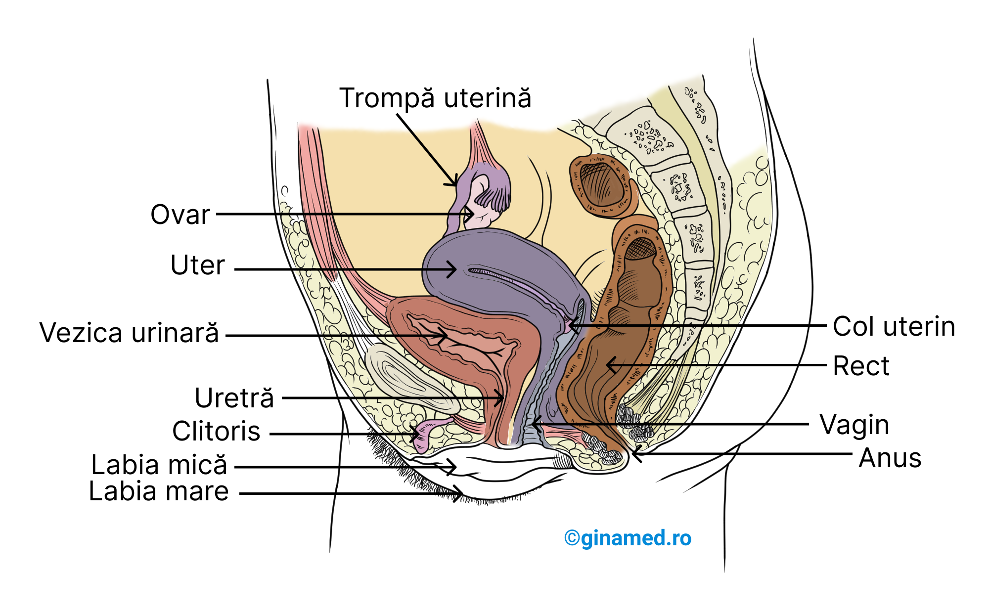 Cele mai importante structuri ale tractului genital feminin si organele din apropierea acestora – vedere lateral stânga, secțiune sagitală.