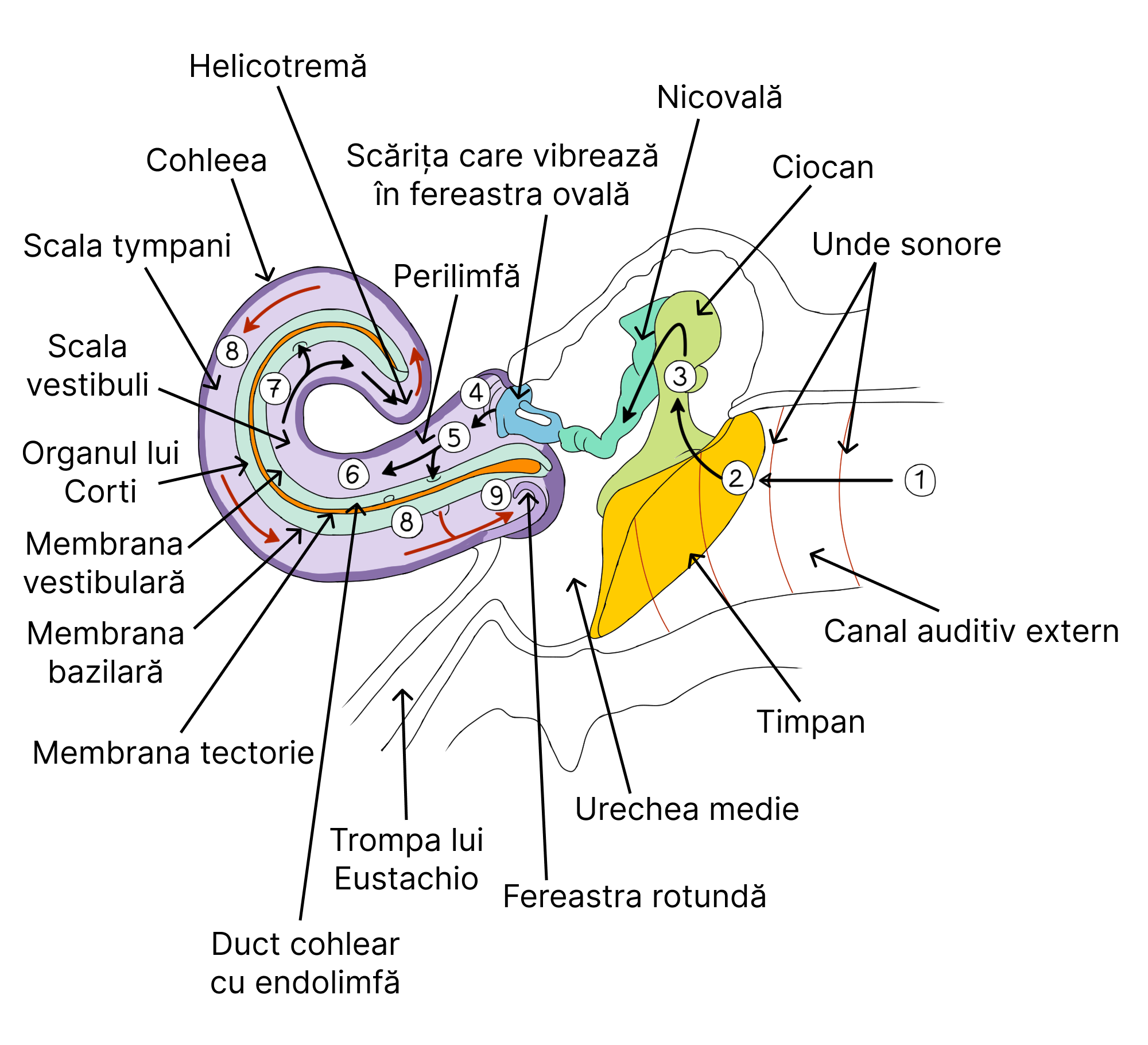 Transmiterea undelor sonoare la nivelul urechii umane.