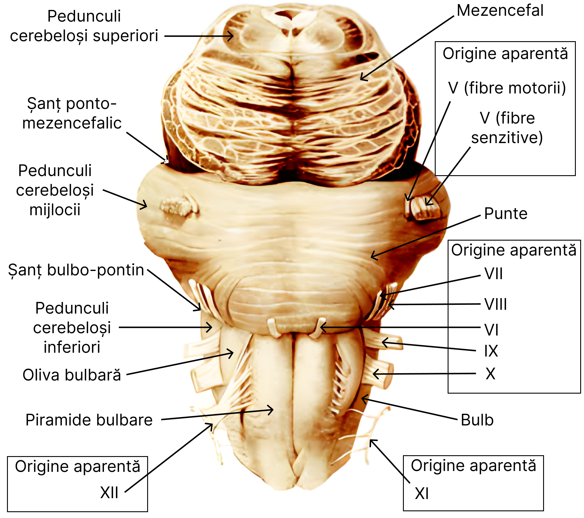 Fața anterioară (ventrală) a trunchiului cerebral. Cifrele romane marchează originea aparentă a nervilor cranieni respectivi.