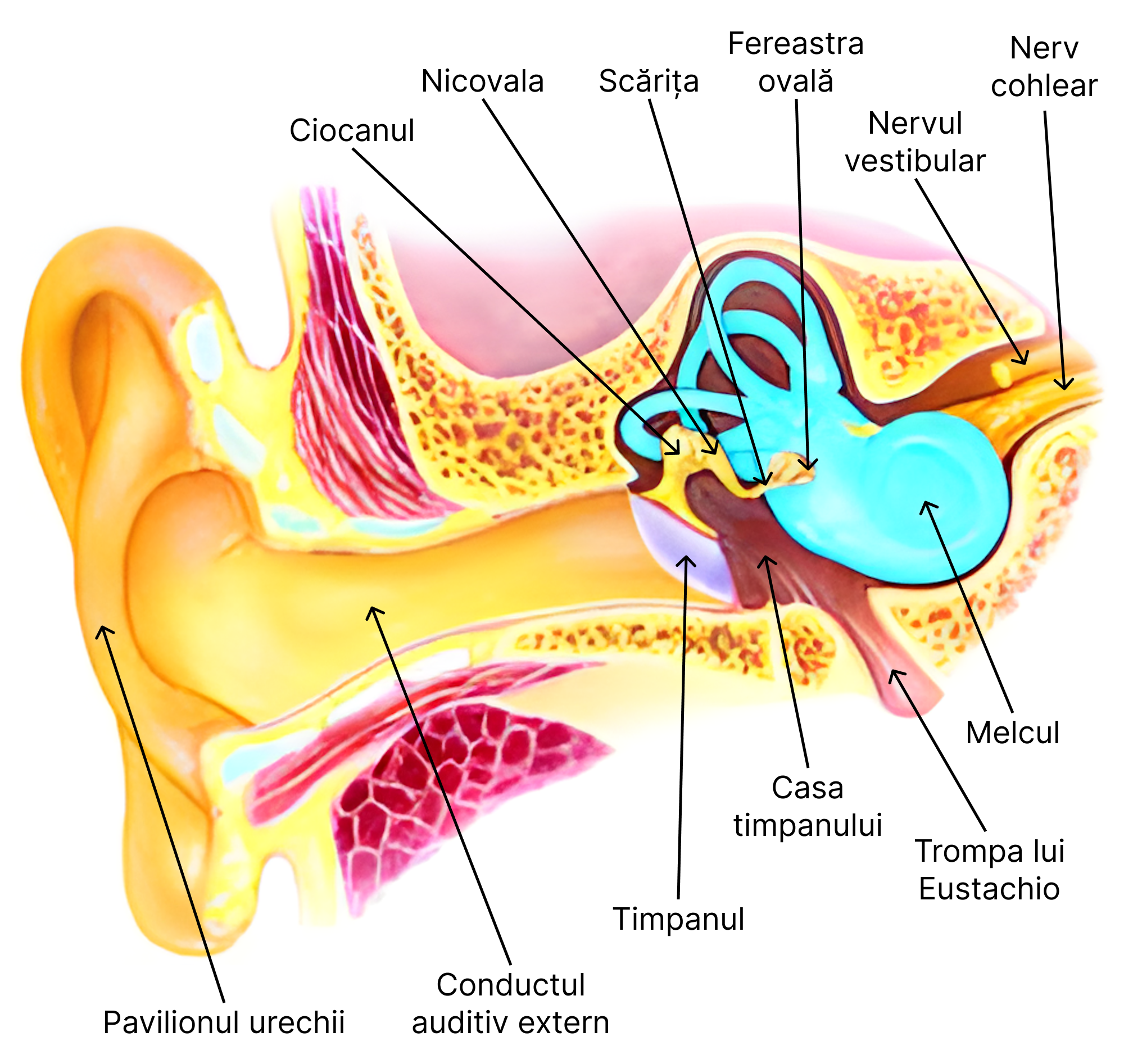 Urechea - anatomie.