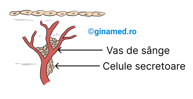 Celulă secretoare în apropierea unui vas de sânge.