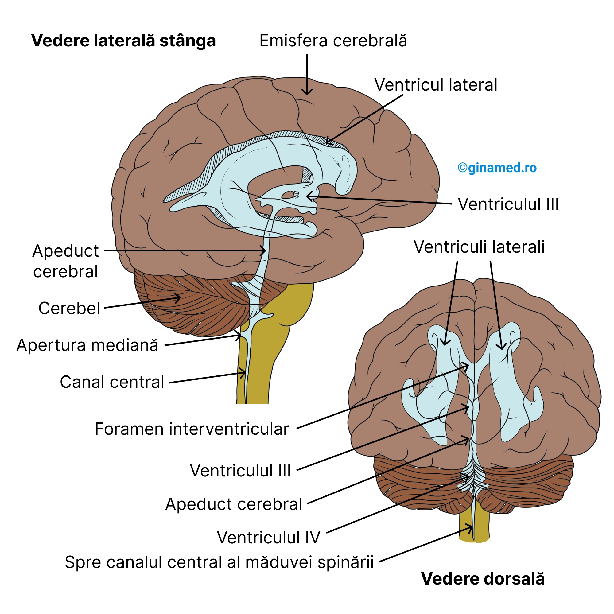 Ventriculii cerebrali. (Completare:<b> Apertura mediană </b>drenează lichidul cefalorahidian și se deschide în canalul subarahnoidian inferior cerebelului.) 