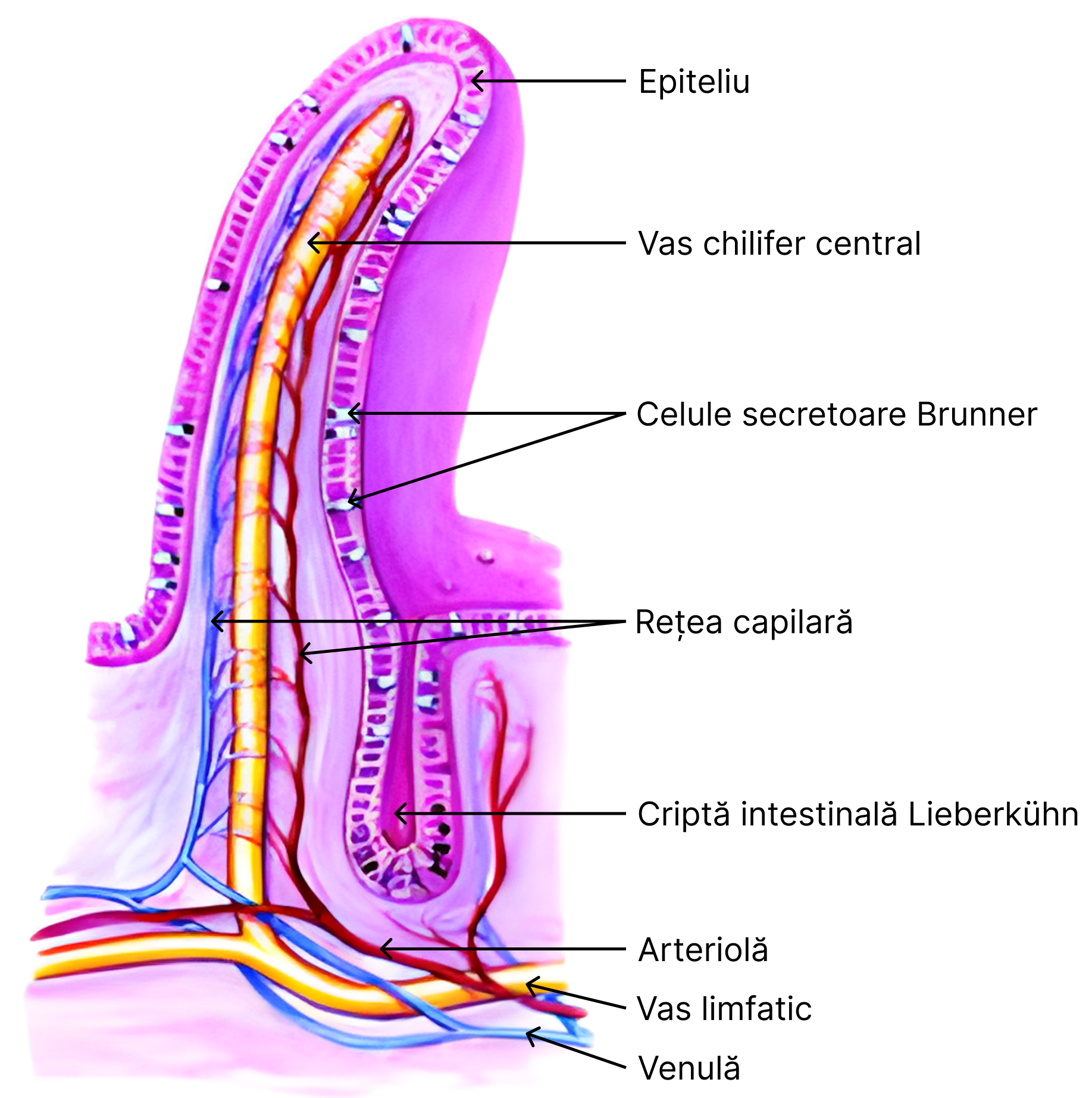 Vilozitate intestinală.